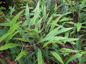 fern-plant-native-489051.jpg