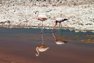 flamingos-pink-atacama-desert-chile-1024548.jpg