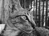 cat-black-and-white-animal-portrait-794744.jpg