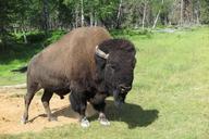 buffalo-nature-zoo-animal-1043876.jpg