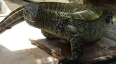 reptile-amphibians-expression-174274.jpg