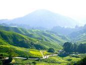 tea-plantation-tea-farm-tea-261508.jpg