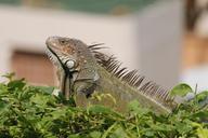 reptile-iguana-reptiles-lizard-1520211.jpg