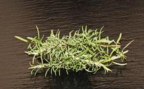 rosemary-spice-fresh-taste-food-1608414.jpg