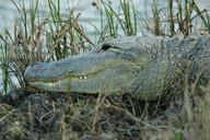 alligator-water-sunning-reptile-848339.jpg