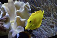 aquarium-fish-surgeonfish-yellow-1274518.jpg