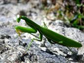 praying-mantis-mantodea-close-1286913.jpg