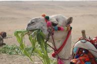 camel-egypt-desert-tourism-oasis-1062424.jpg