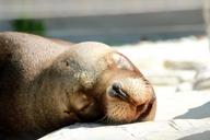 sea-lion-sleep-seal-meeresbewohner-1213638.jpg