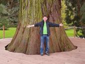 giant-redwood-53050.jpg