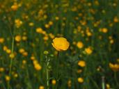 buttercup-pointed-flower-flowers-1260806.jpg