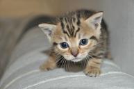 kitten-small-cat-animals-216019.jpg