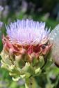 artichoke-blossom-bloom-bloom-1051472.jpg