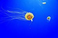 jelly-fish-georgia-aquarium-atlanta-1119958.jpg