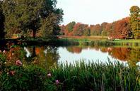 pond-water-green-mirroring-trees-253165.jpg