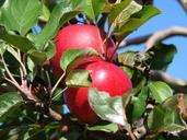 apples-farm-michigan-close-up-71354.jpg