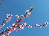 cherry-blossoms-blossom-bloom-sky-1371245.jpg