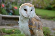 barn-owl-owl-bird-falconry-1208033.jpg