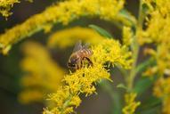 bee-pollen-insect-beekeeping-476458.jpg