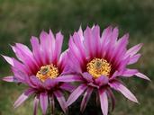 cactus-flower-flower-plant-1583100.jpg