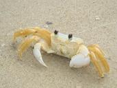 crab-crustacean-claw-marine-193395.jpg