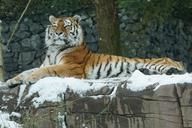 tiger-amurtiger-cat-carnivores-1145038.jpg