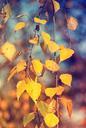 birch-leaves-fall-foliage-532727.jpg