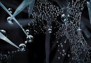 droplets-macro-web-nature-808817.jpg