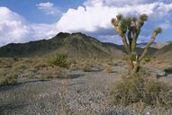 Joshua tree plant in the desert yucca brevifolia.jpg