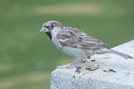 sparrow-bird-park-little-bird-fly-845440.jpg