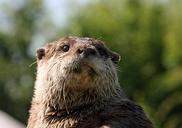 otter-animal-wild-wildlife-220488.jpg