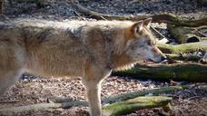 wolf-wild-animal-predator-1227210.jpg