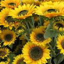 sunflowers-flowers-yellow-1375829.jpg