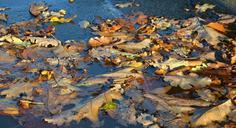 autumn-leaves-puddle-golden-autumn-523698.jpg