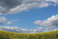 fields-mustard-sky-blue-yellow-1433910.jpg