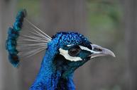 peacock-peacock-head-blue-animal-598668.jpg