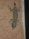 gecko-mediterranean-reptile-lizard-374597.jpg