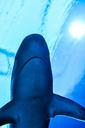 shark-aquarium-underwater-fin-fish-1288733.jpg