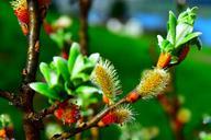 pasture-pussy-willow-salix-blossom-724555.jpg