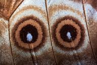 eyes-butterfly-exotic-south-america-200279.jpg