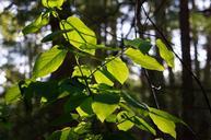 fresh-new-green-leaves-glowing-in-sunlight.jpg