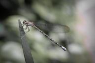 damselfly-dragonfly-insect-wildlife-608750.jpg