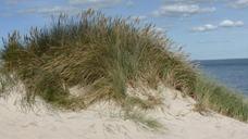 dune-sand-beach-dune-grass-recovery-988372.jpg