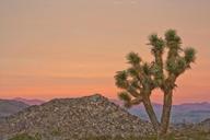 joshua-tree-sunset-landscape-desert-902487.jpg