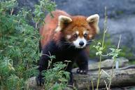 red-panda-zoo-animal-1434921.jpg