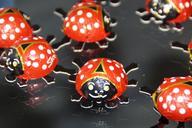 beetle-ladybug-lucky-ladybug-641157.jpg