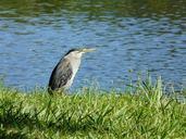 heron-water-s-edge-mauritius-animal-114130.jpg