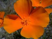 california-poppies-flower-orange-173197.jpg