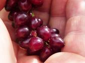 berries-hand-macro-detail-974493.jpg