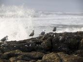 seagulls-birds-waves-pacific-rocks-62150.jpg